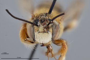 Media type: image;   Entomology 794854 Aspect: head frontal view